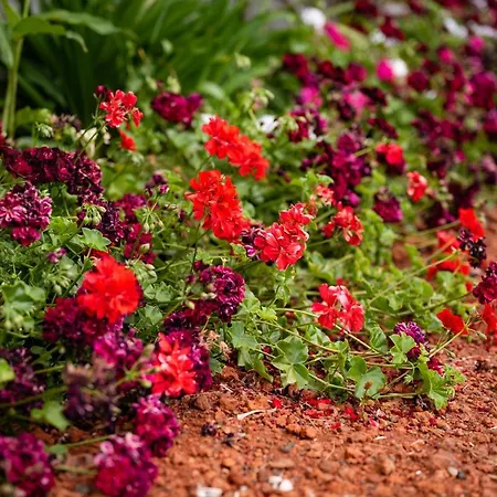 Madeira Loft Ii - Free Car *