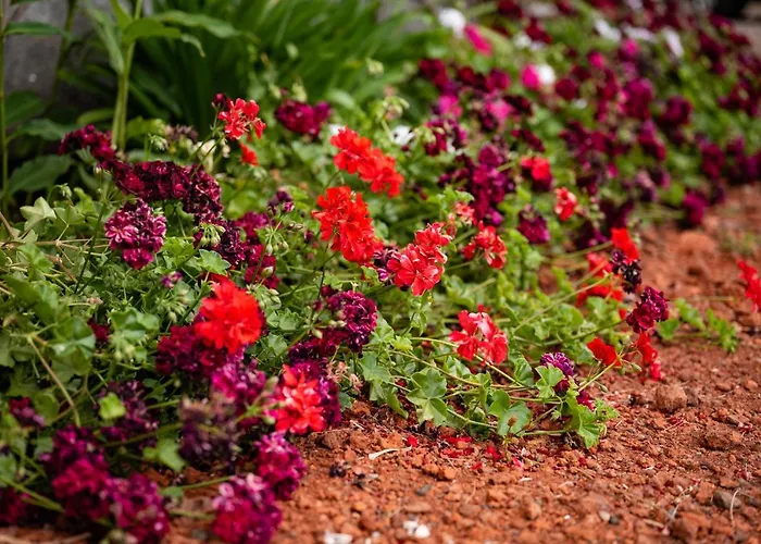 Madeira Loft Ii - Free Car *